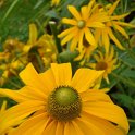 Rudbeckia hirta 'Irish Eyes'